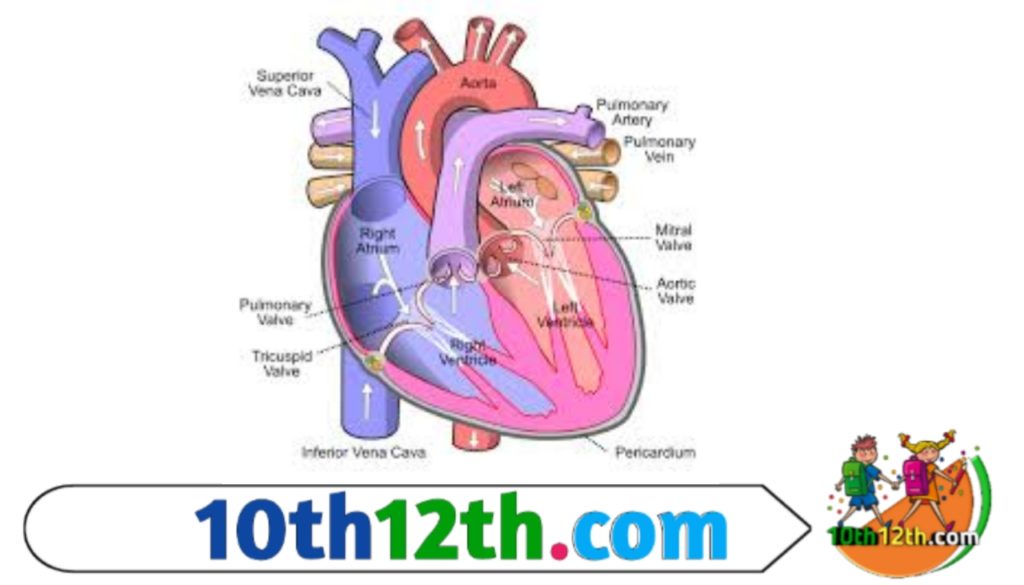 हृदय वक्षगुहा में फेफडों के मध्य स्थित होता है। यह दोहरे हृदयावरण (pericardium) से घिरा होता है। दोनों झिल्लियों के मध्य हृद्यावरणीय तरल (pericardial fluid) भरा होता है।